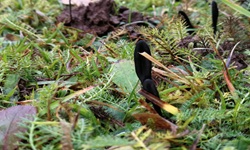 Schwarze Erdzunge - Nähere Ansicht von schräg oben. Gut zu erkennen auch die rinnige Vertiefung. 